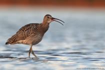 Grosser Brachvogel